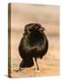 Bronzed Cowbird-Gary Carter-Stretched Canvas