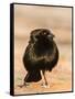 Bronzed Cowbird-Gary Carter-Framed Stretched Canvas