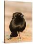 Bronzed Cowbird-Gary Carter-Stretched Canvas