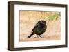 Bronzed Cowbird-Gary Carter-Framed Photographic Print