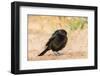 Bronzed Cowbird-Gary Carter-Framed Photographic Print