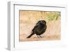 Bronzed Cowbird-Gary Carter-Framed Photographic Print