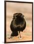 Bronzed Cowbird-Gary Carter-Framed Photographic Print