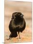 Bronzed Cowbird-Gary Carter-Mounted Photographic Print