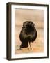 Bronzed Cowbird-Gary Carter-Framed Photographic Print