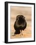 Bronzed Cowbird-Gary Carter-Framed Photographic Print