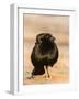 Bronzed Cowbird-Gary Carter-Framed Photographic Print