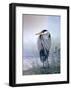 Brooding Heron-Don Li-Leger-Framed Art Print