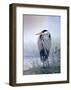 Brooding Heron-Don Li-Leger-Framed Art Print