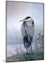 Brooding Heron-Don Li-Leger-Mounted Art Print