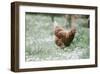 Broody Hen-Krista Mosakowski-Framed Giclee Print