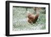 Broody Hen-Krista Mosakowski-Framed Giclee Print