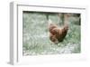 Broody Hen-Krista Mosakowski-Framed Giclee Print