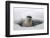 Brook, Frozen Over, Hole, Otters, Lutra Lutra, Portrait, Series, Animal Portrait, Nature, River-Ronald Wittek-Framed Premium Photographic Print