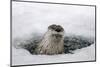 Brook, Frozen Over, Hole, Otters, Lutra Lutra, Portrait, Series, Animal Portrait, Nature, River-Ronald Wittek-Mounted Premium Photographic Print