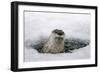 Brook, Frozen Over, Hole, Otters, Lutra Lutra, Portrait, Series, Animal Portrait, Nature, River-Ronald Wittek-Framed Photographic Print