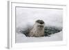 Brook, Frozen Over, Hole, Otters, Lutra Lutra, Portrait, Series, Animal Portrait, Nature, River-Ronald Wittek-Framed Photographic Print