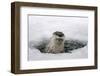 Brook, Frozen Over, Hole, Otters, Lutra Lutra, Portrait, Series, Animal Portrait, Nature, River-Ronald Wittek-Framed Photographic Print