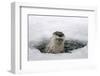 Brook, Frozen Over, Hole, Otters, Lutra Lutra, Portrait, Series, Animal Portrait, Nature, River-Ronald Wittek-Framed Photographic Print