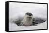 Brook, Frozen Over, Hole, Otters, Lutra Lutra, Portrait, Series, Animal Portrait, Nature, River-Ronald Wittek-Framed Stretched Canvas