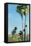 Canvas Black