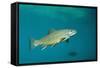 Brook Trout (Salvelinus Fontinalis).-Reinhard Dirscherl-Framed Stretched Canvas