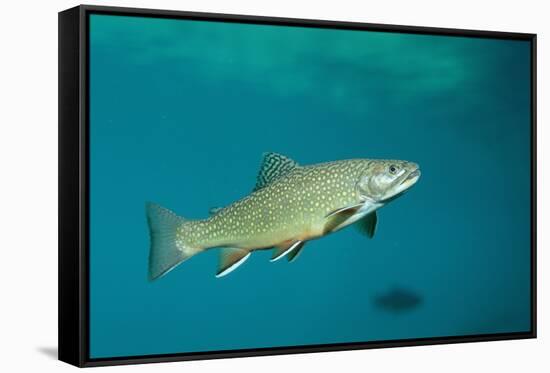 Brook Trout (Salvelinus Fontinalis).-Reinhard Dirscherl-Framed Stretched Canvas