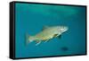 Brook Trout (Salvelinus Fontinalis).-Reinhard Dirscherl-Framed Stretched Canvas