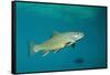 Brook Trout (Salvelinus Fontinalis).-Reinhard Dirscherl-Framed Stretched Canvas