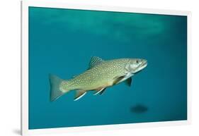 Brook Trout (Salvelinus Fontinalis).-Reinhard Dirscherl-Framed Photographic Print