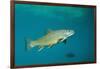 Brook Trout (Salvelinus Fontinalis).-Reinhard Dirscherl-Framed Photographic Print