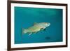 Brook Trout (Salvelinus Fontinalis).-Reinhard Dirscherl-Framed Photographic Print