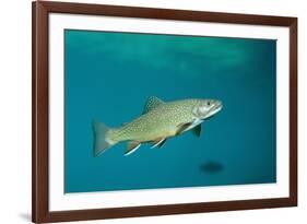 Brook Trout (Salvelinus Fontinalis).-Reinhard Dirscherl-Framed Photographic Print