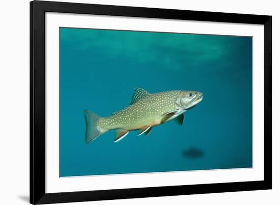 Brook Trout (Salvelinus Fontinalis).-Reinhard Dirscherl-Framed Photographic Print