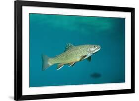 Brook Trout (Salvelinus Fontinalis).-Reinhard Dirscherl-Framed Photographic Print