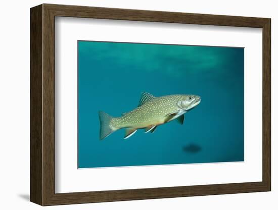 Brook Trout (Salvelinus Fontinalis).-Reinhard Dirscherl-Framed Photographic Print