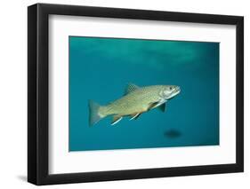 Brook Trout (Salvelinus Fontinalis).-Reinhard Dirscherl-Framed Photographic Print