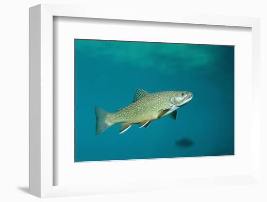 Brook Trout (Salvelinus Fontinalis).-Reinhard Dirscherl-Framed Photographic Print