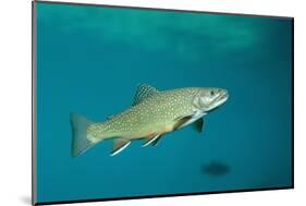 Brook Trout (Salvelinus Fontinalis).-Reinhard Dirscherl-Mounted Photographic Print