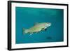 Brook Trout (Salvelinus Fontinalis).-Reinhard Dirscherl-Framed Photographic Print