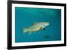 Brook Trout (Salvelinus Fontinalis).-Reinhard Dirscherl-Framed Photographic Print