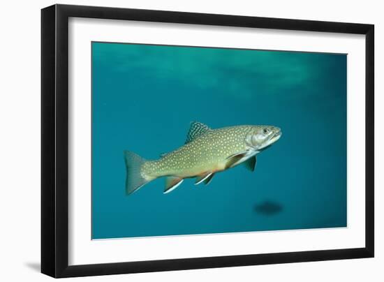 Brook Trout (Salvelinus Fontinalis).-Reinhard Dirscherl-Framed Photographic Print