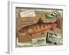 Brook Trout-Kate Ward Thacker-Framed Giclee Print