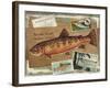 Brook Trout-Kate Ward Thacker-Framed Giclee Print