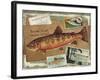 Brook Trout-Kate Ward Thacker-Framed Giclee Print