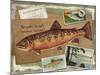 Brook Trout-Kate Ward Thacker-Mounted Giclee Print