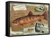 Brook Trout-Kate Ward Thacker-Framed Stretched Canvas