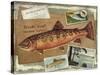 Brook Trout-Kate Ward Thacker-Stretched Canvas