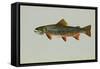 Brook Trout-null-Framed Stretched Canvas