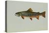 Brook Trout-null-Stretched Canvas